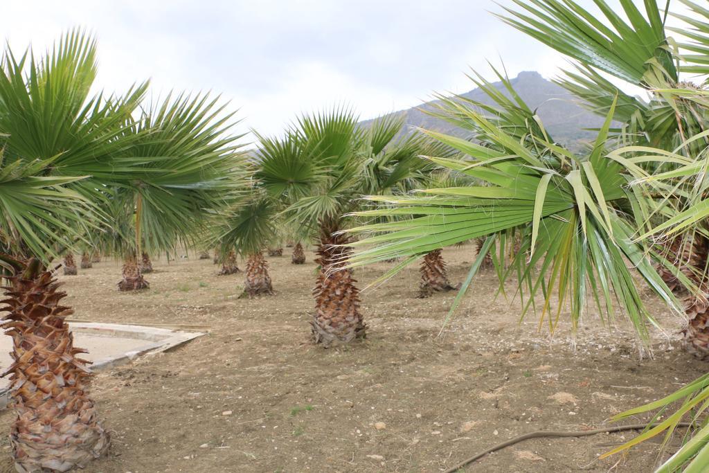Country house Delle Palme Delfina *