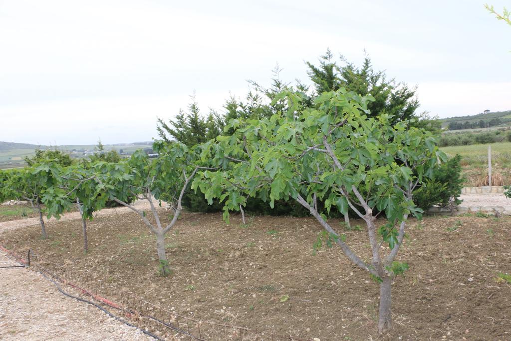 Country house Delle Palme Delfina *