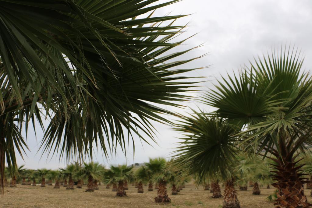 Casa rural Delle Palme Delfina