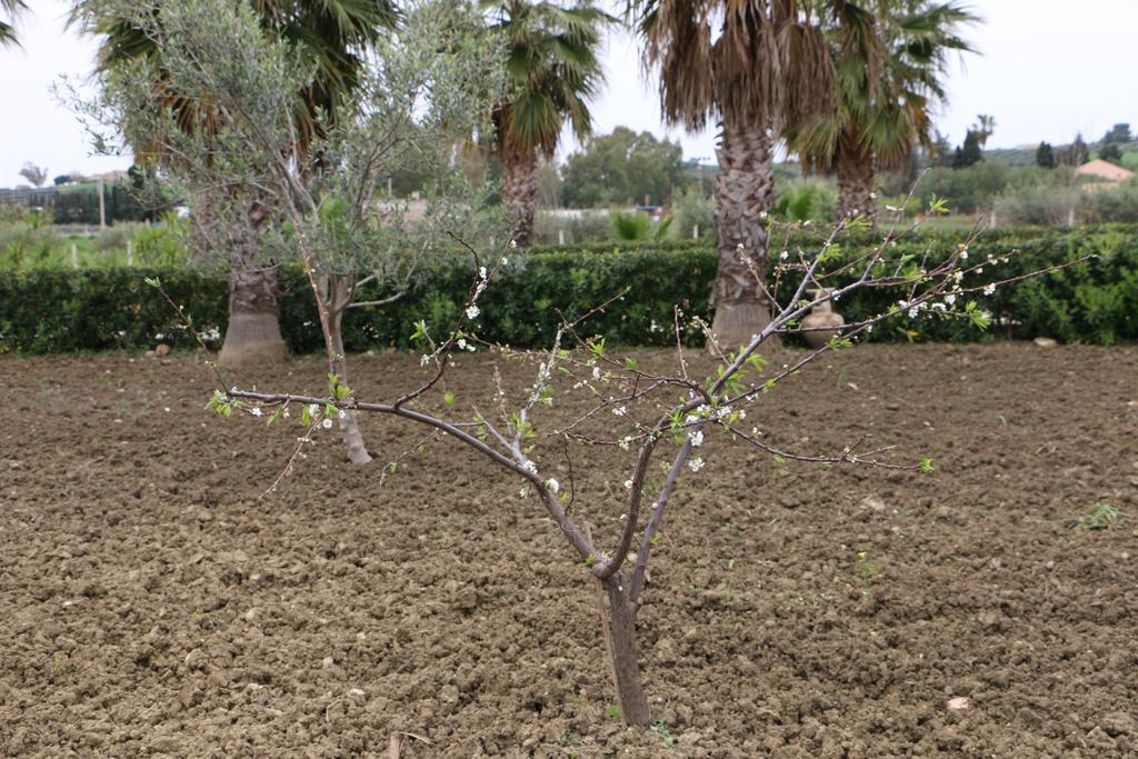 Country house Delle Palme Delfina