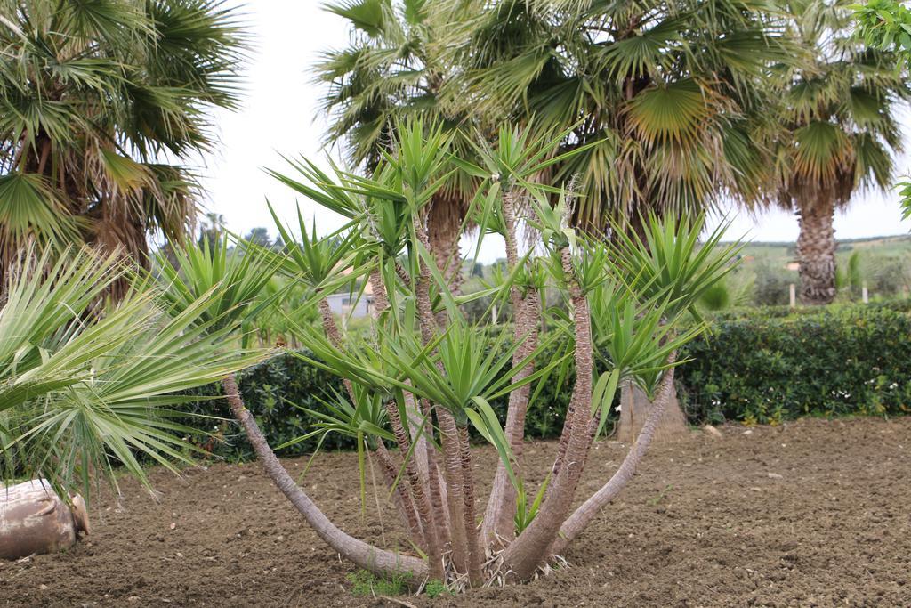 Delle Palme Delfina Trapani