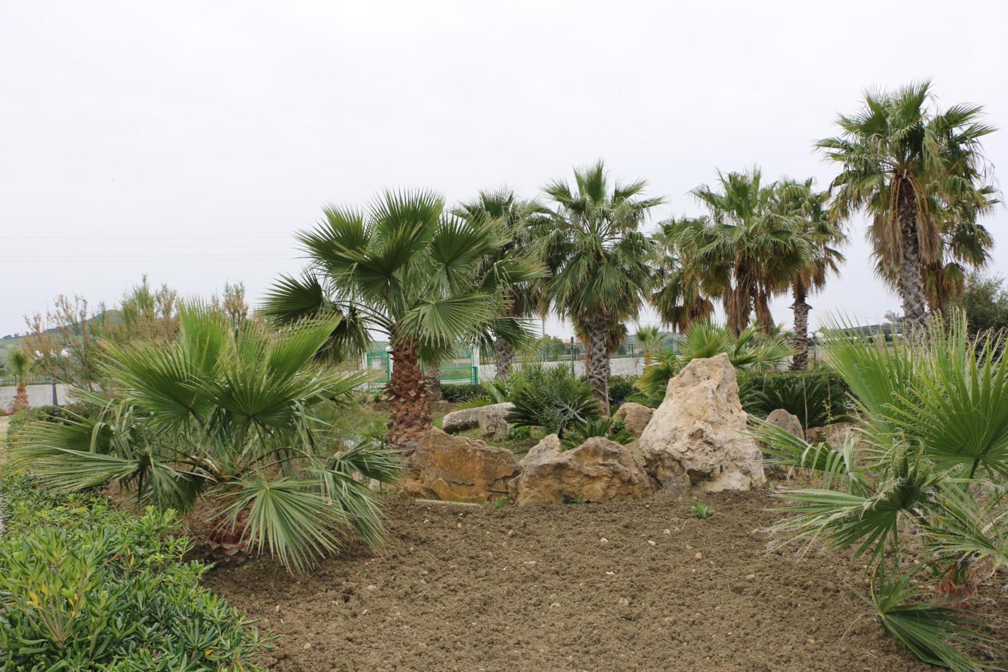 Delle Palme Delfina
